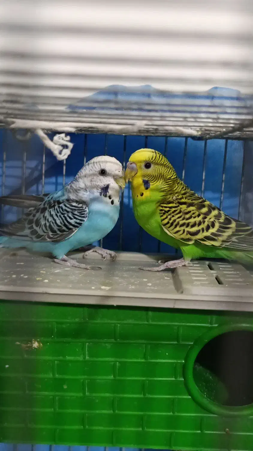 مرغ عشق مولد|پرنده|شیراز, مسلم|دیوار