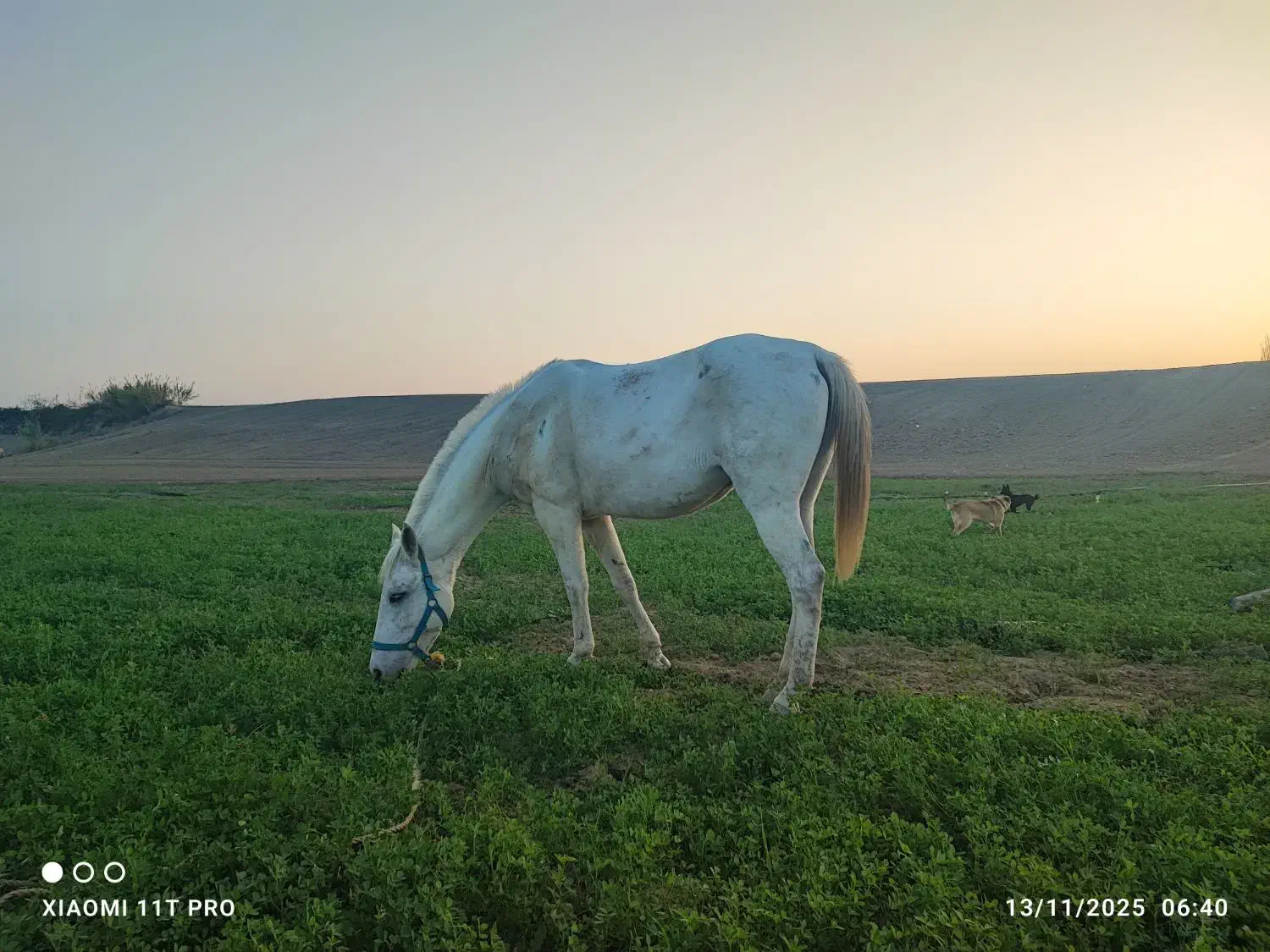 مادیان ترکمن هفت ماهه آبستن|اسب و تجهیزات اسبسواری|گنبد کاووس, |دیوار
