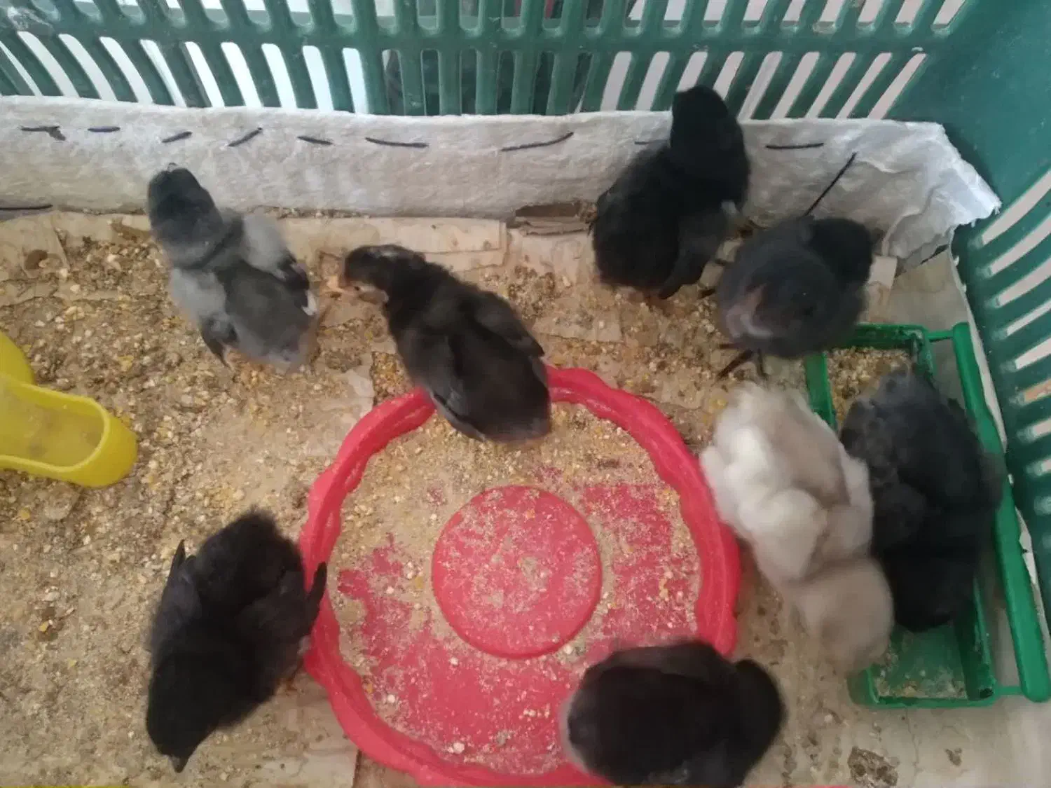 جوجه محلی|حیوانات مزرعه|فسا, |دیوار