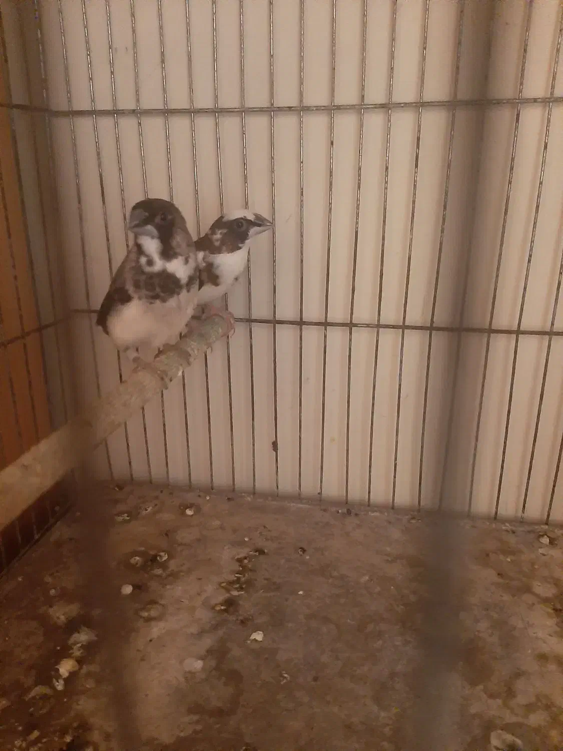 قناریفنج|پرنده|اردبیل, |دیوار