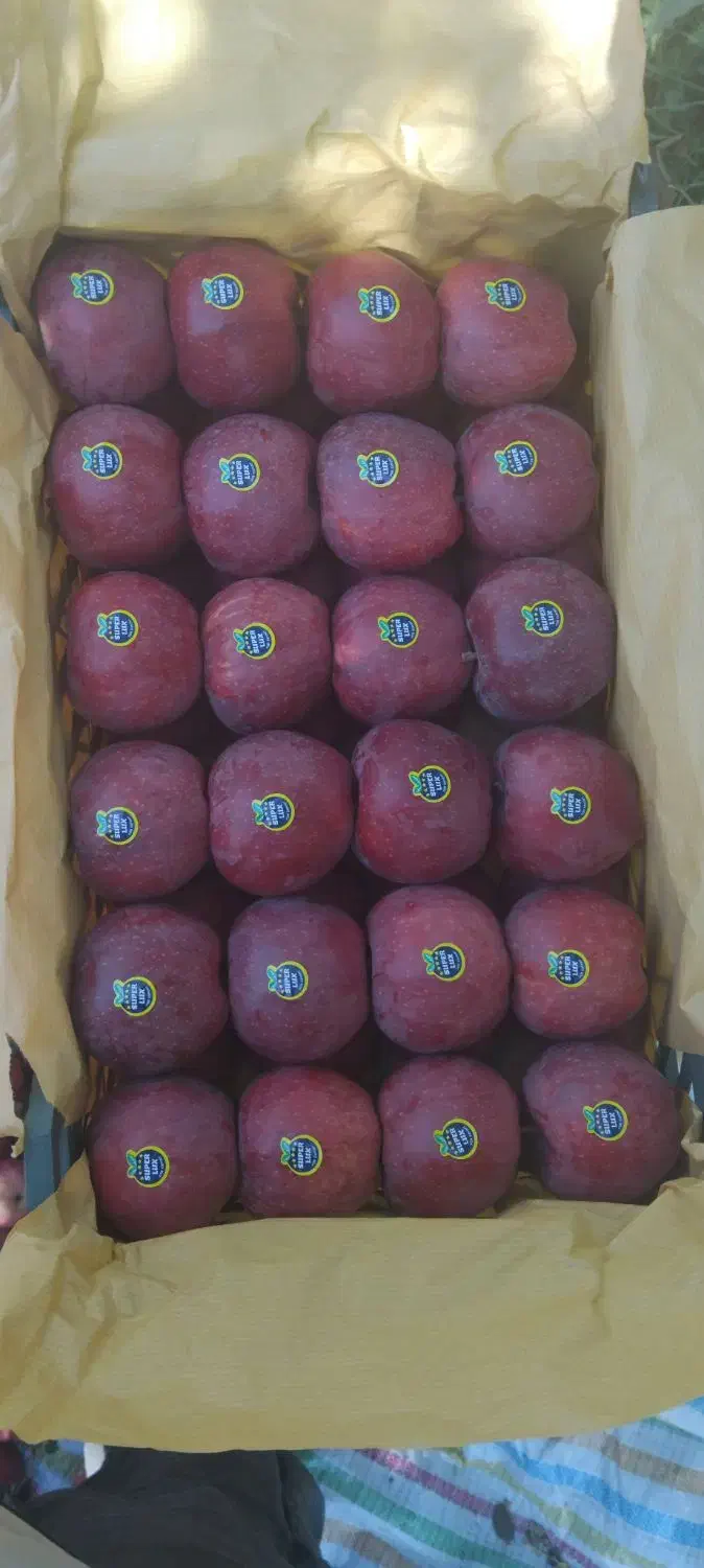 خرید سیب و اجاره باغات سیب|خدمات باغبانی و درختکاری|اهر, |دیوار