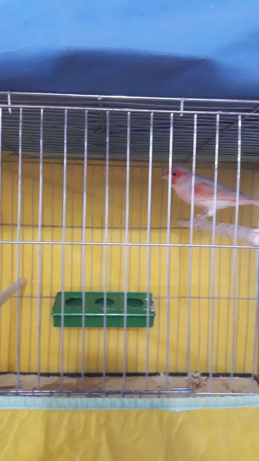 فروش انواع قناریهای مست مست درتنوع رنگ بالا|پرنده|بندر ماهشهر, |دیوار