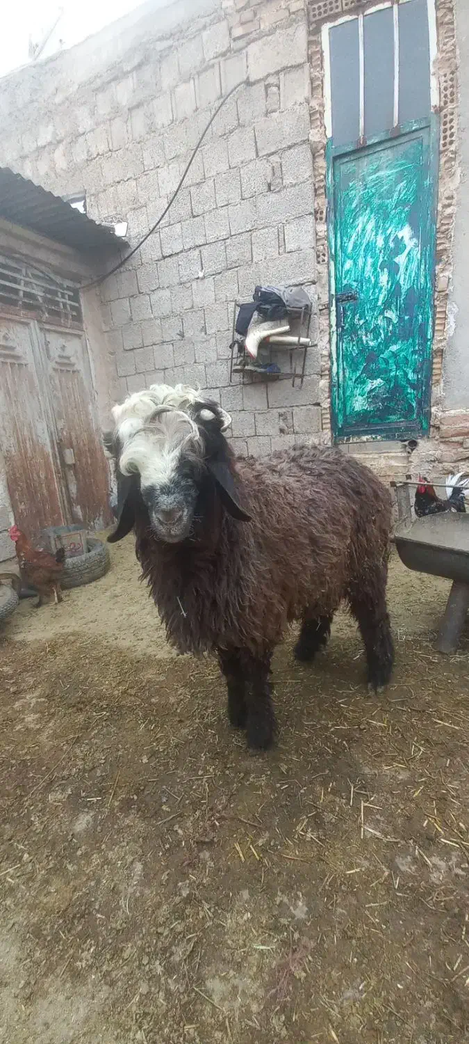 بره قوچی کشتاری|حیوانات مزرعه|بهبهان, |دیوار