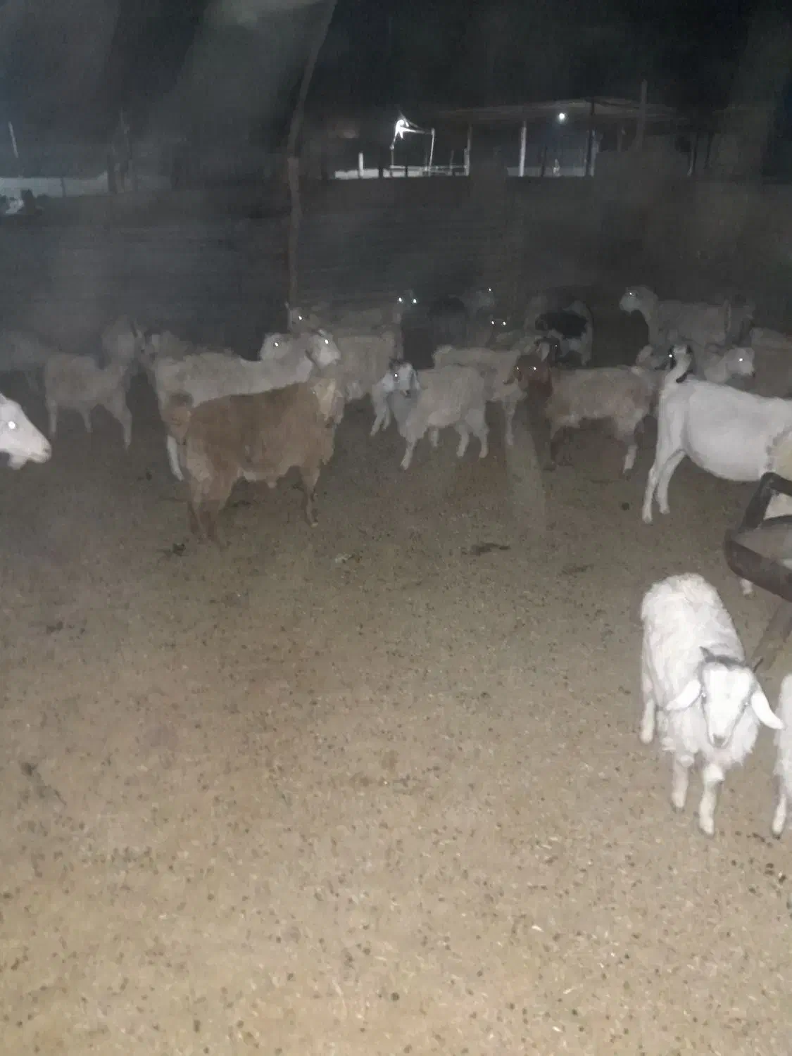 کهره چاق سبک|حیوانات مزرعه|سیرجان, |دیوار