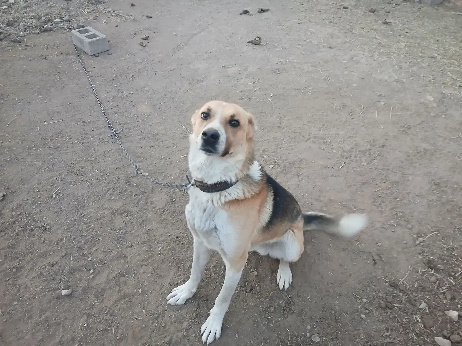 سگ‌نگهبانی|سگ|سلماس, |دیوار