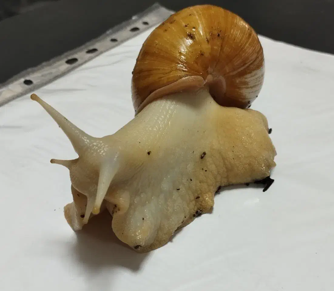 حلزون بالغ و تخم گذار|خزنده|پاکدشت, پاکدشت (مامازند)|دیوار