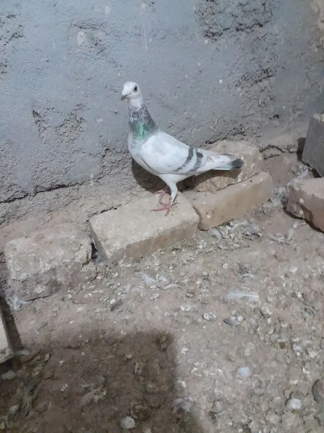 ماده هفرنگ|پرنده|بوئین زهرا, |دیوار