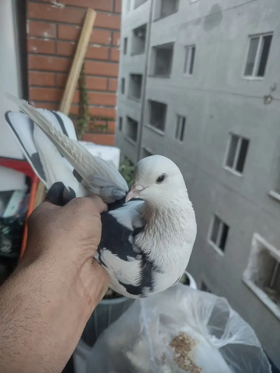 نرو ماده با جوجه|پرنده|پردیس, فاز ۸|دیوار