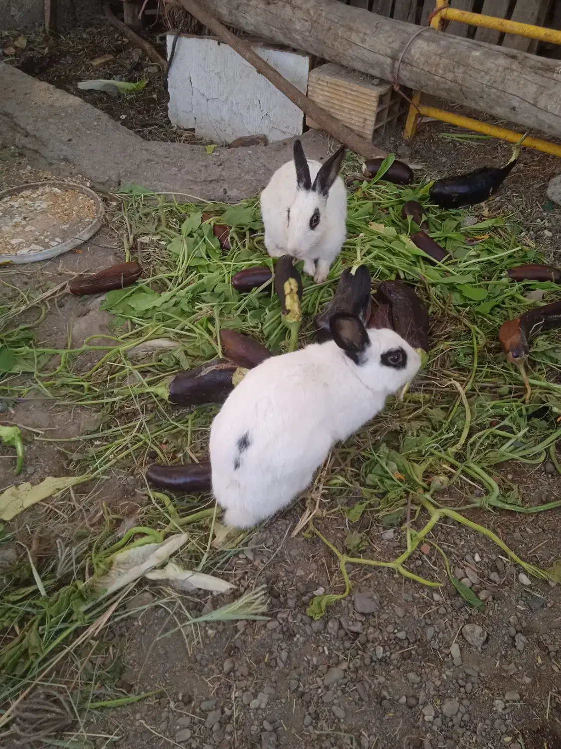 خرگوش بازیگوش و خانگی رودان سکل|موش و خرگوش|بیکاه, |دیوار