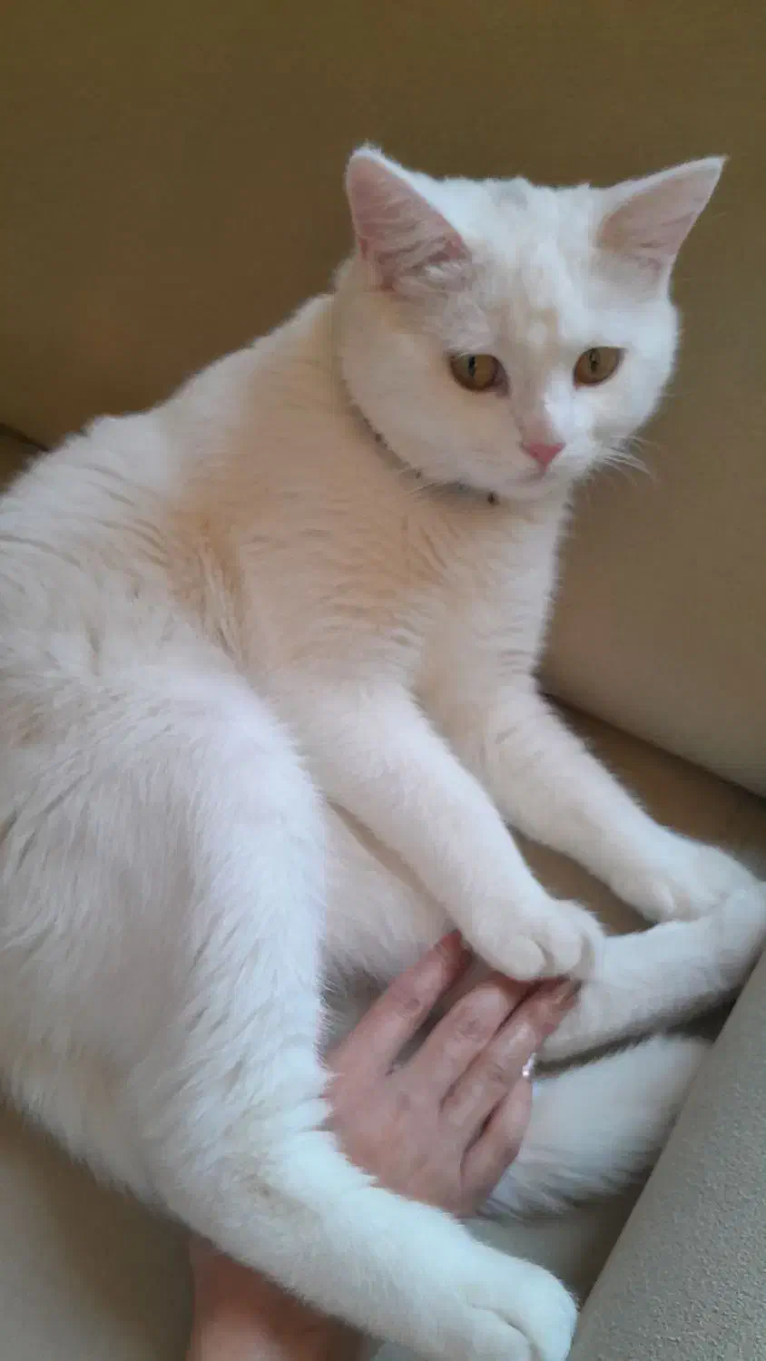 فروش گربه نر|گربه|یزد, |دیوار