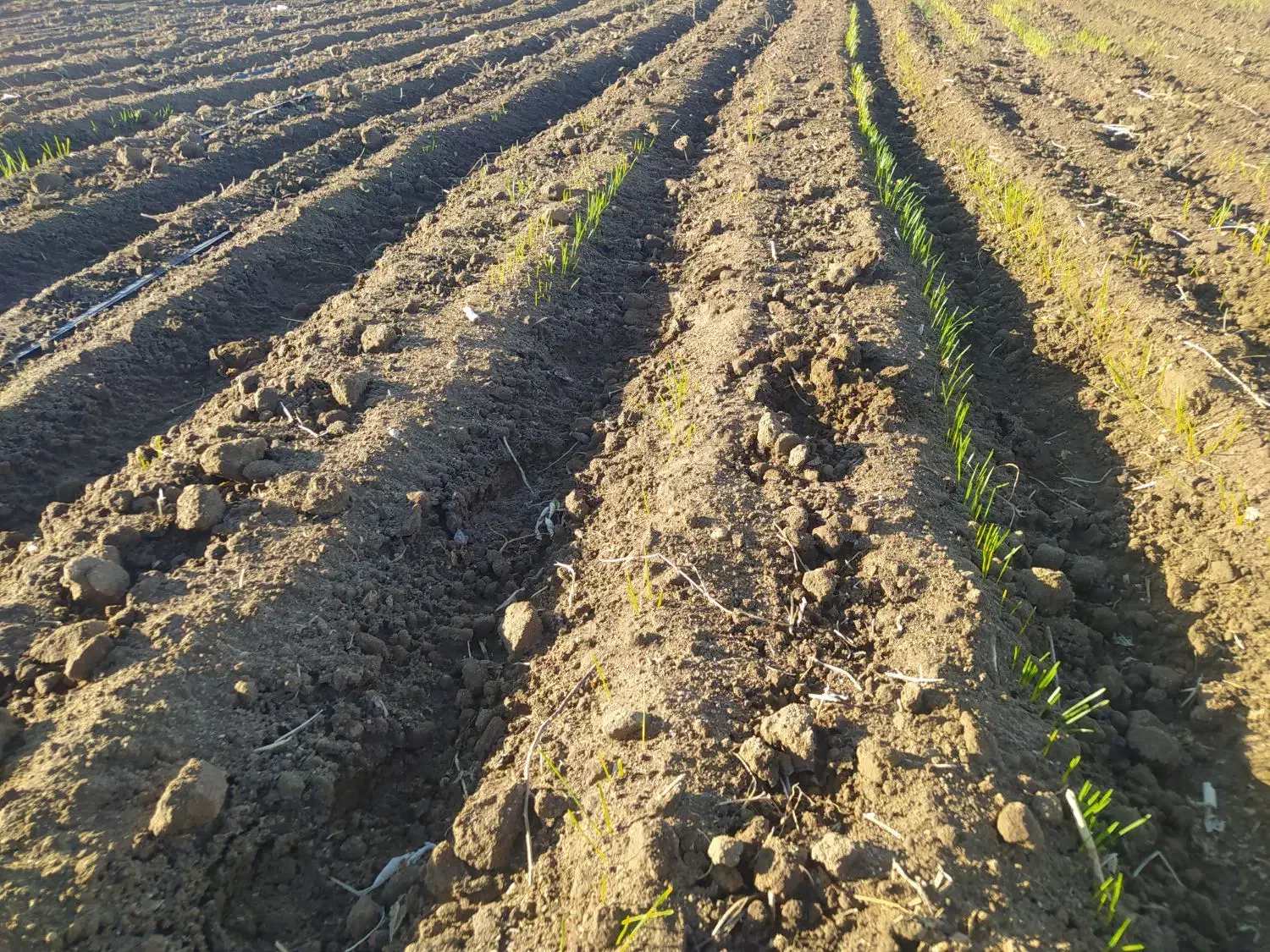 گندم بذری|خدمات باغبانی و درختکاری|قروه, |دیوار