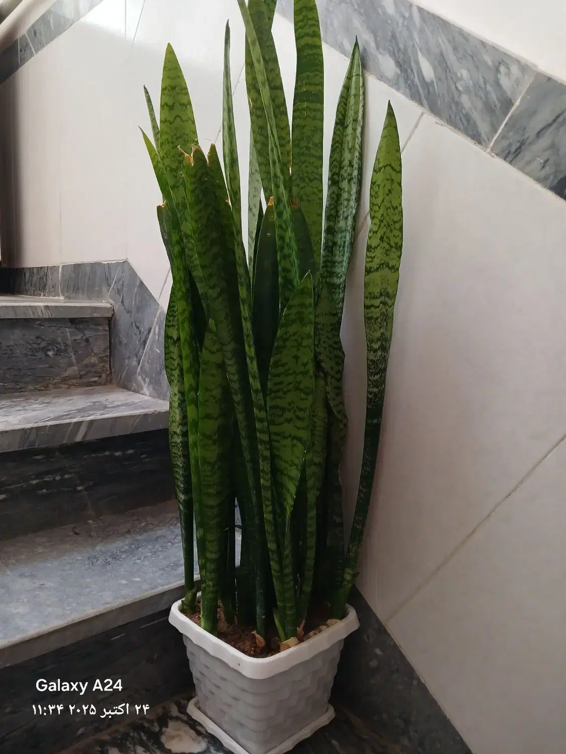 گل طبیعی|گل و گیاه طبیعی|بناب, |دیوار