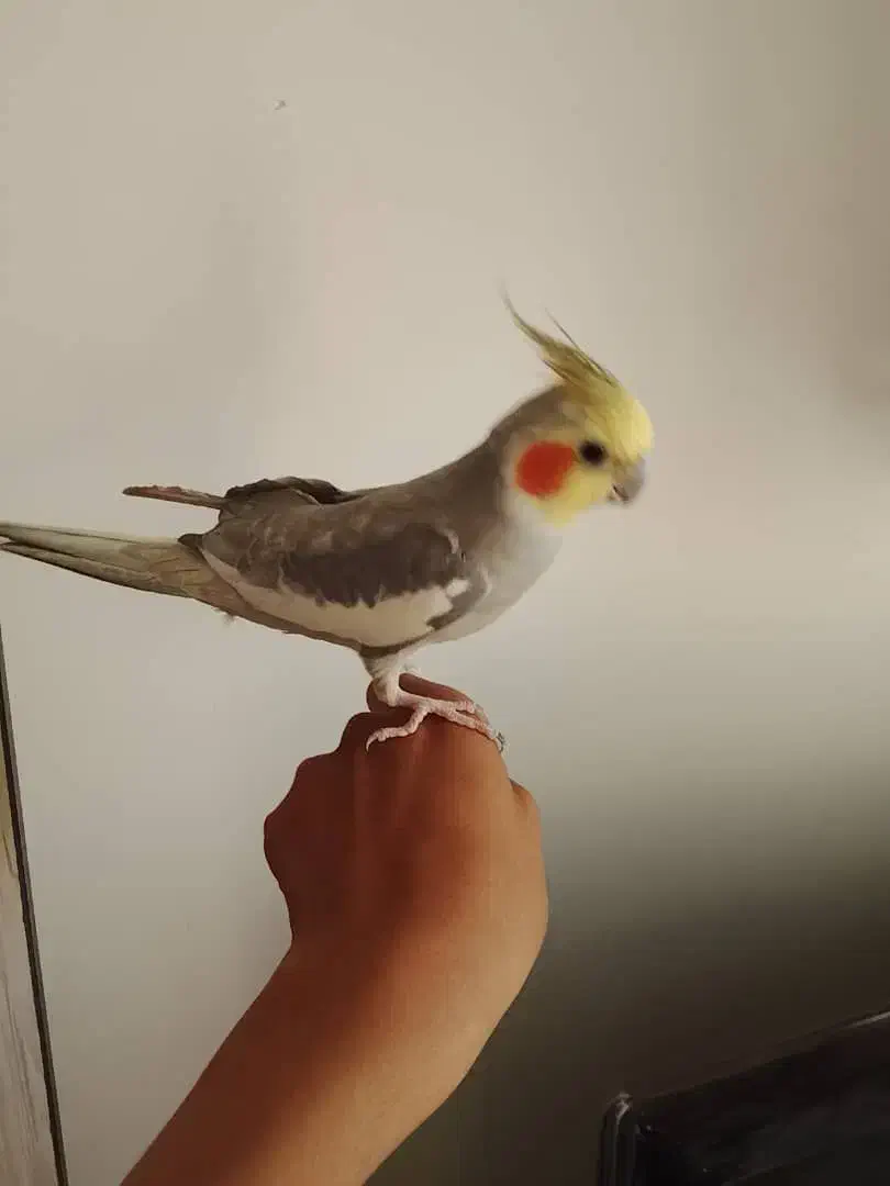 عروس هلندی سخنگو|پرنده|تهران, شهرک طالقانی|دیوار