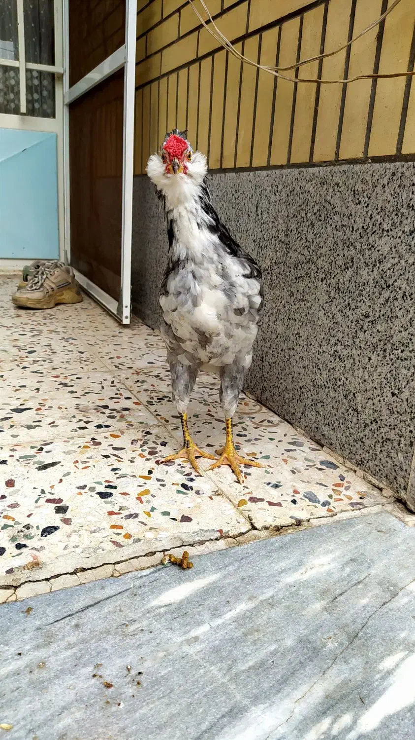 مرغ خروس گلین طوسی|حیوانات مزرعه|فولادشهر, زاینده رود|دیوار