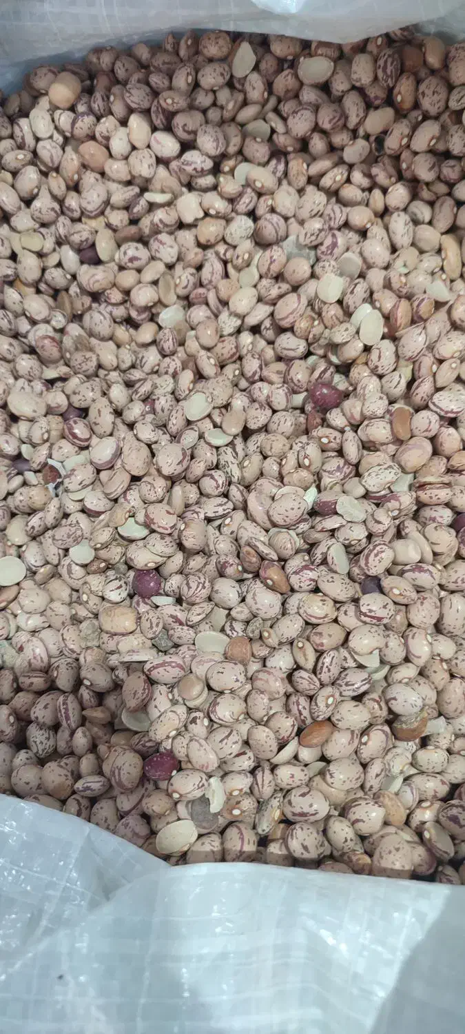 حراج لوبیا چیتی|خوردنی و آشامیدنی|شیراز, فخرآباد (دروازه کازرون)|دیوار