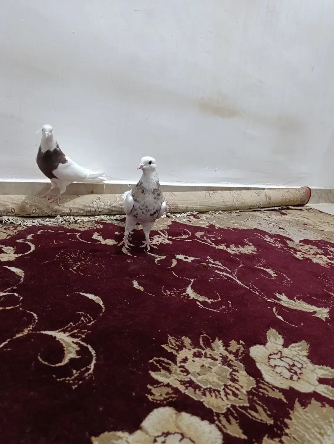 فروش طوقی ۲نر|پرنده|دهلران, |دیوار