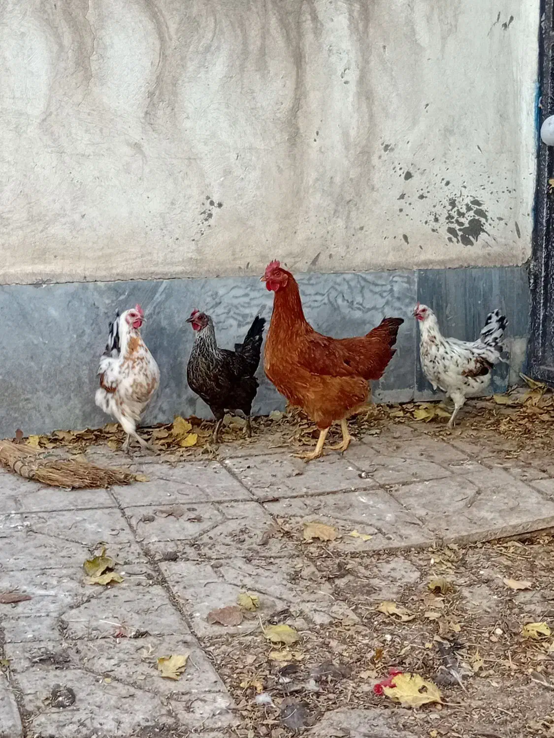 مرغ و بوقلمون|پرنده|اردبیل, |دیوار