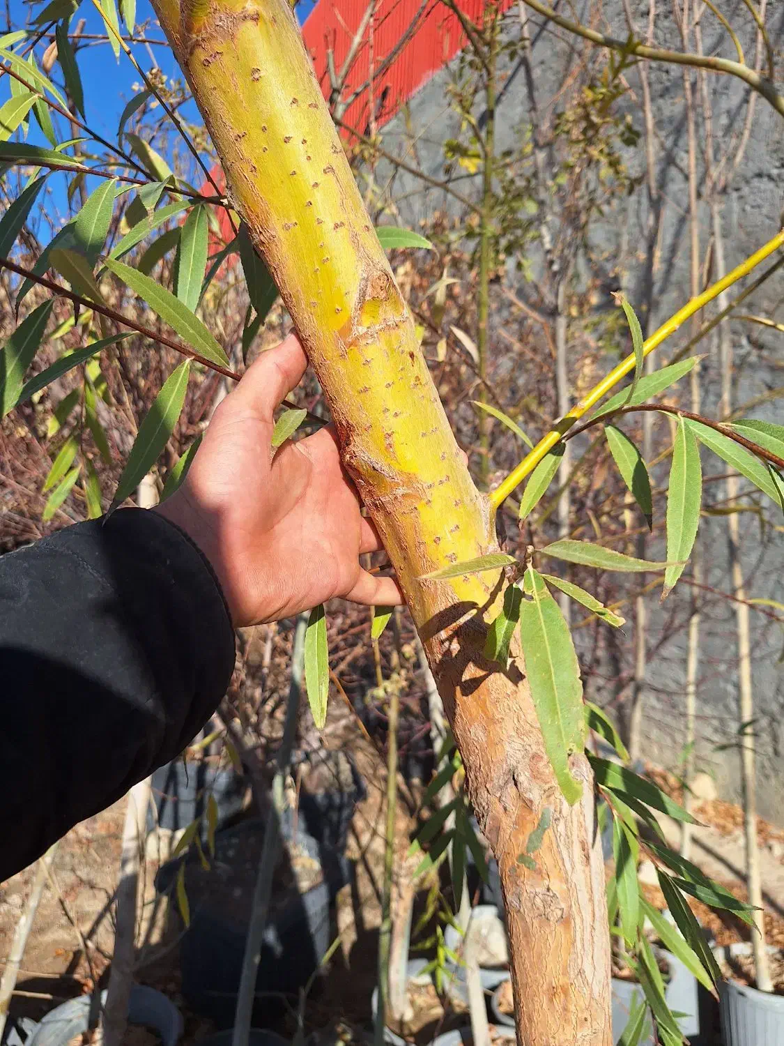 بید مجنون پیوندی طلایی سبز فر سبز|خدمات باغبانی و درختکاری|شاندیز, |دیوار