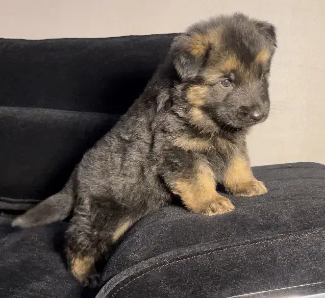 سگ ژرمن شپرد شولاین ماده کینگ سایز|سگ|تهران, اکباتان|دیوار