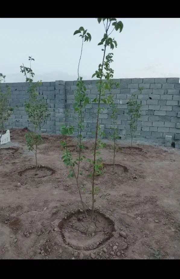 باغچه چار دیواری شده ۱۷۵ متری سند تک برگ|فروش زمین و ملک کلنگی|رباطکریم, رباطکریم|دیوار