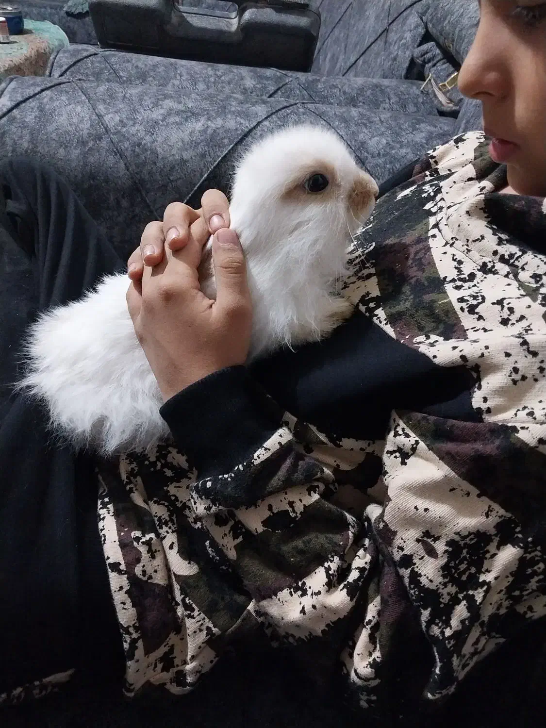 خرگوش جرسی لوپ دستی|موش و خرگوش|یزد, |دیوار