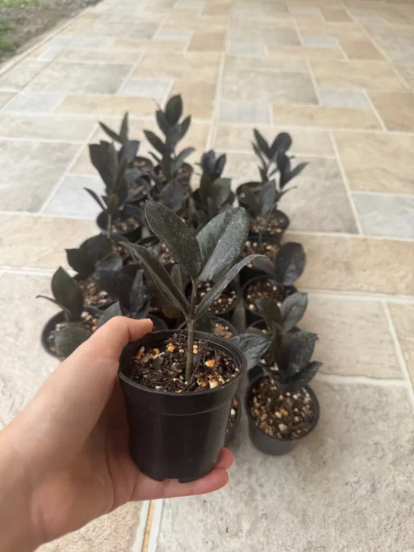 زاموفیلیا بلک|گل و گیاه طبیعی|پارس‌آباد, |دیوار