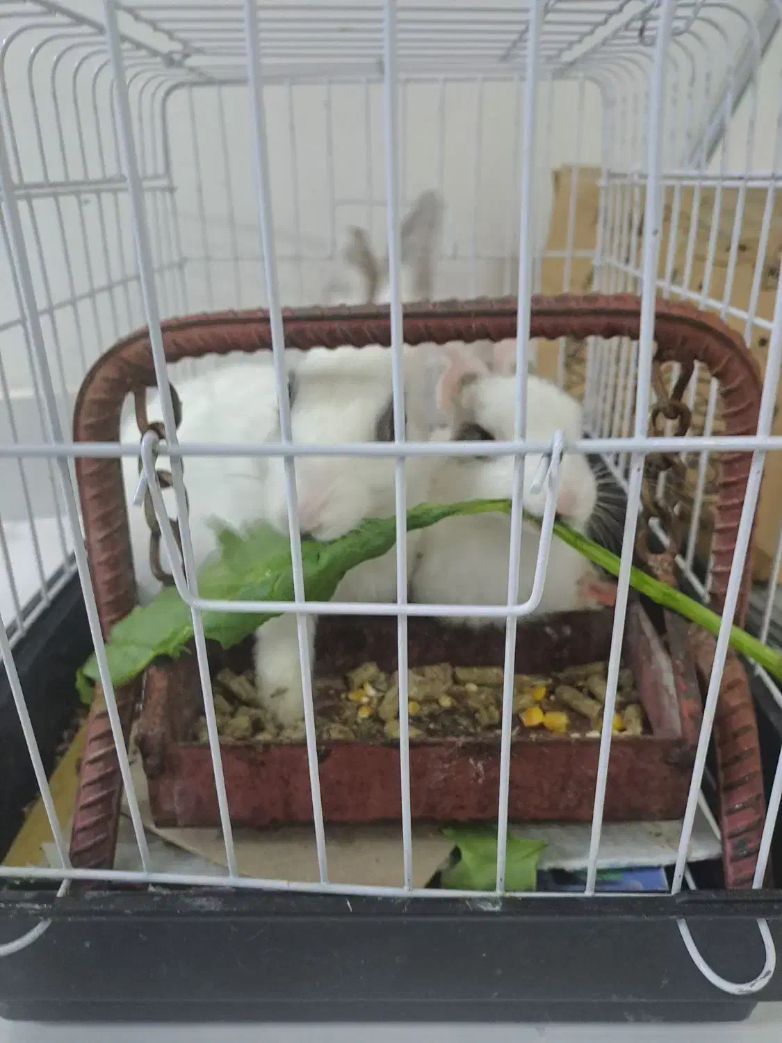 ۲تا خرگوش|موش و خرگوش|ایلام, |دیوار