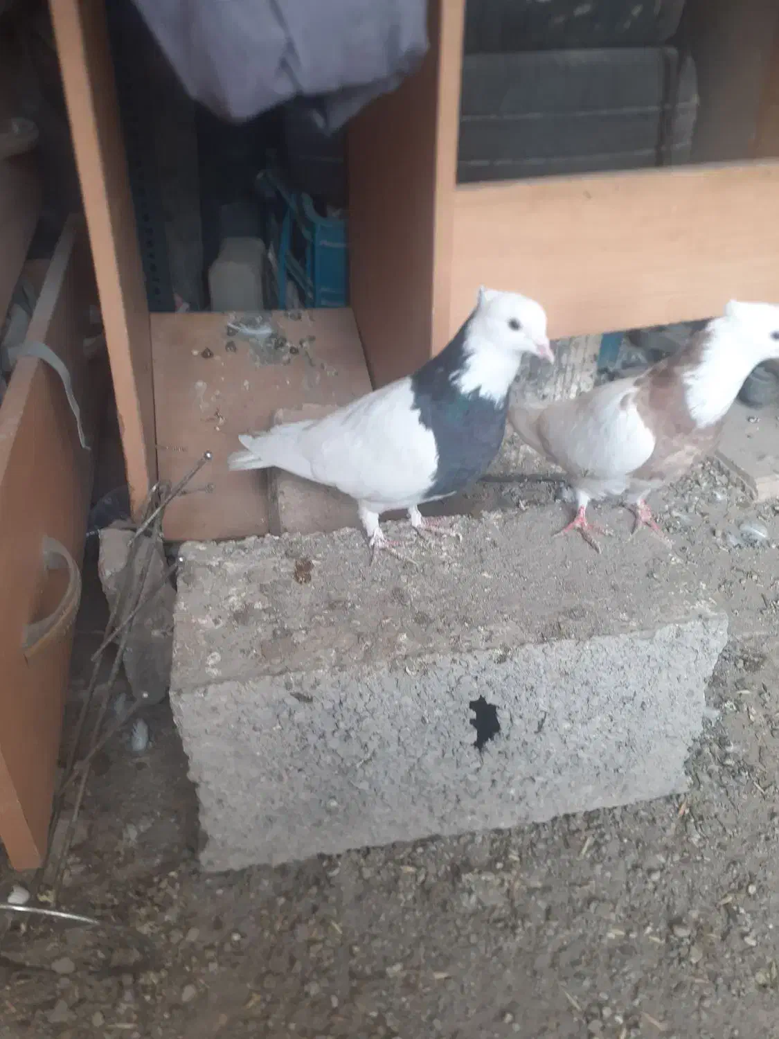 وکبوتر طوقی|پرنده|مشگین شهر, |دیوار