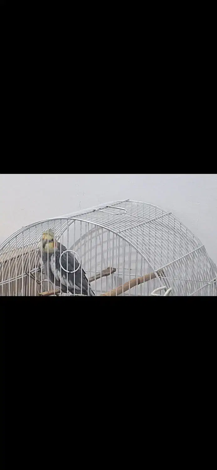 گمشده|حیوانات|کلارآباد, |دیوار