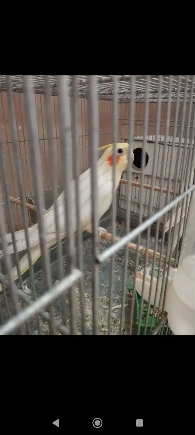 طوطی عروس هلندی ماده 2عدد|پرنده|کاشان, امیرکبیر|دیوار