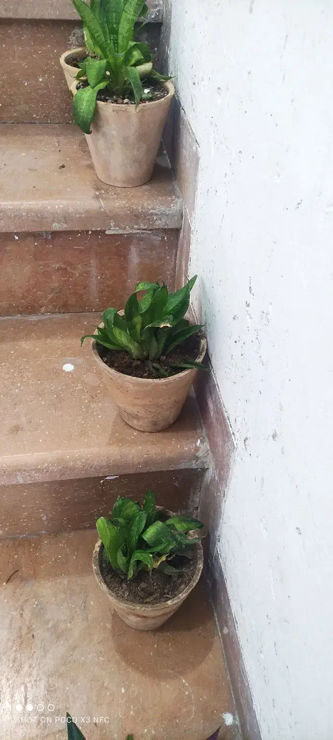 گل ارزون|گل و گیاه طبیعی|شیراز, انجیر|دیوار