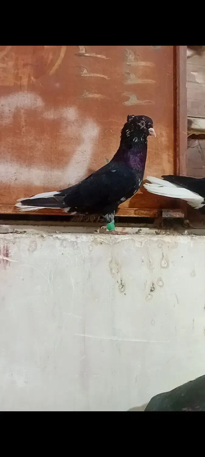 نر کوهی سیاه عتیقه نوک سفید|پرنده|اهواز, آریاشهر|دیوار