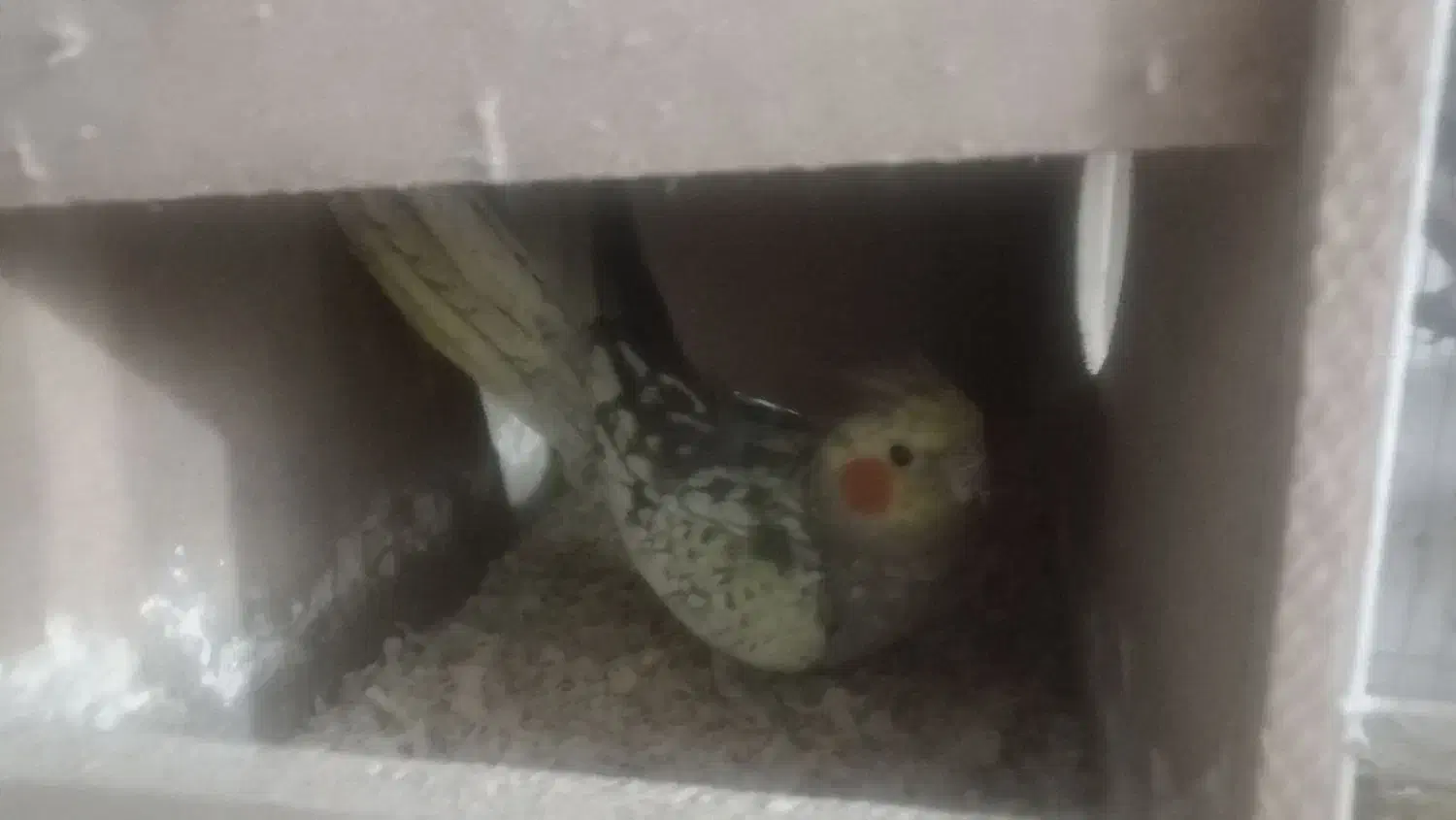 یه جفت عروس|پرنده|گرگان, |دیوار