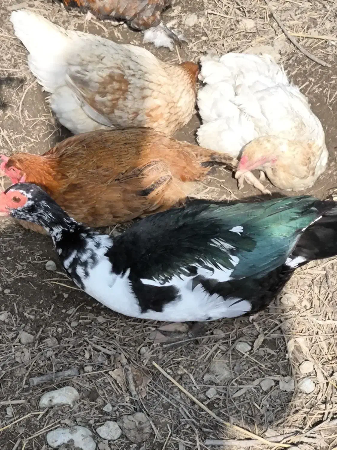 اردک اسرائیلی|حیوانات مزرعه|گرگان, |دیوار