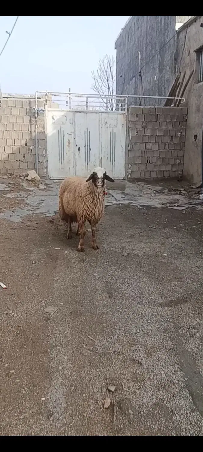 قوچ سنجابی عطیقه|حیوانات مزرعه|ماهیدشت, |دیوار