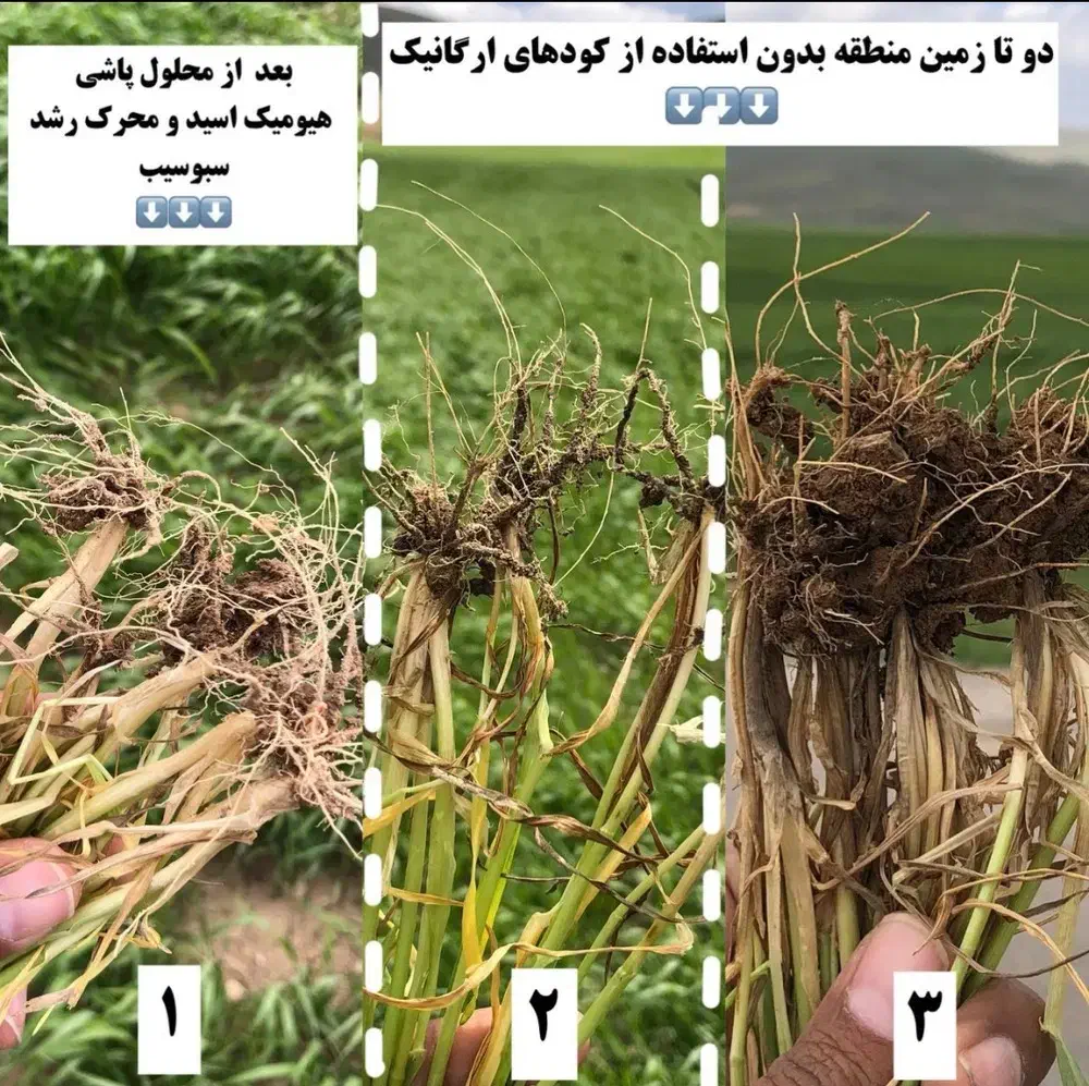 بهترین کودبرای افزایش محصول برای کشت پاییزه تضمینی|خدمات باغبانی و درختکاری|اهواز, بهارستان|دیوار