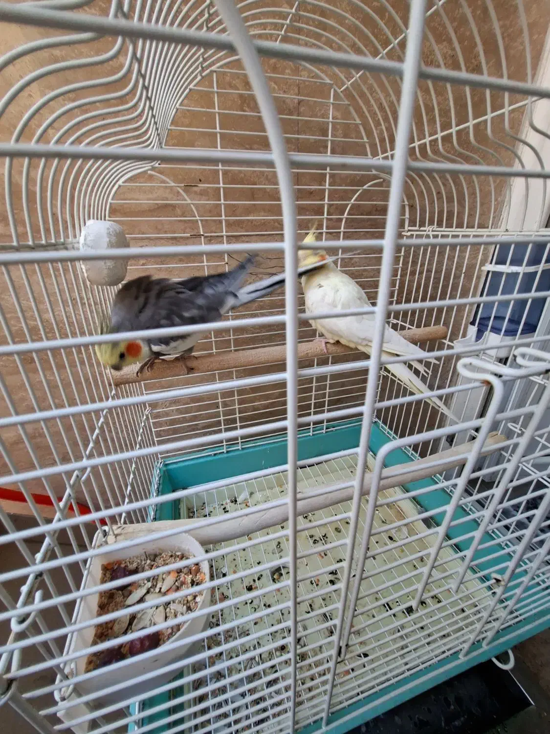 یک جفت عروس هلندی سالم و سرحال|پرنده|قزوین, |دیوار