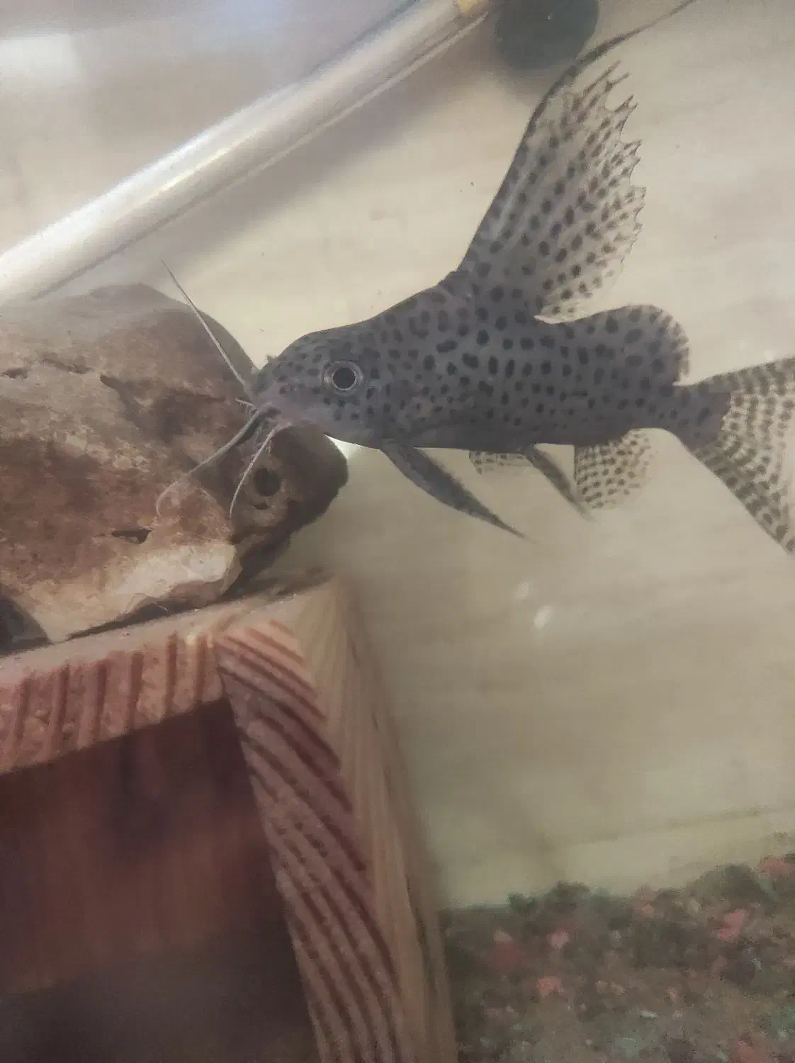 یک عدد ماهی کت وارونه|ماهی|رشت, حومه رشت|دیوار