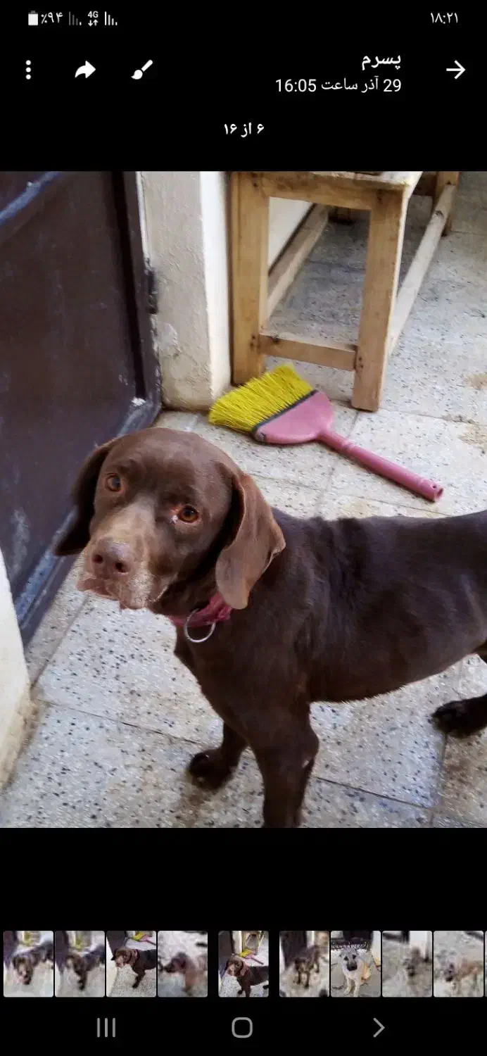 سگ آلمانی پوینتر|سگ|دماوند, دماوند|دیوار