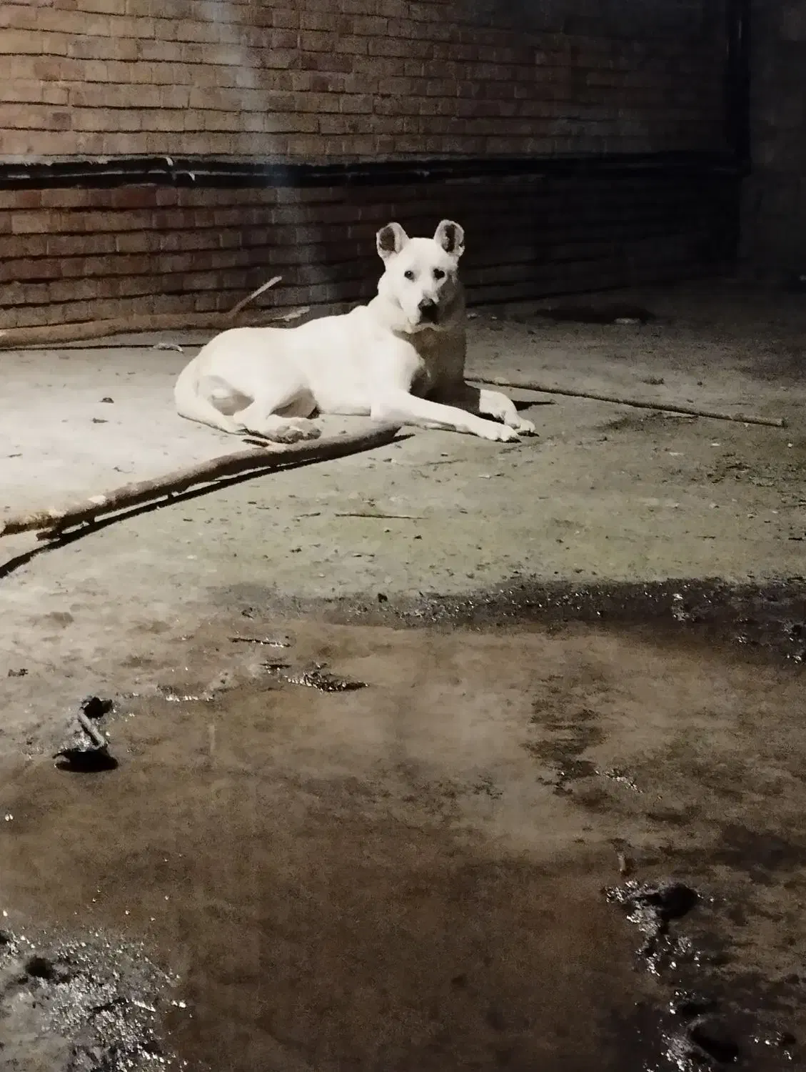 فروشی|سگ|رودسر, |دیوار