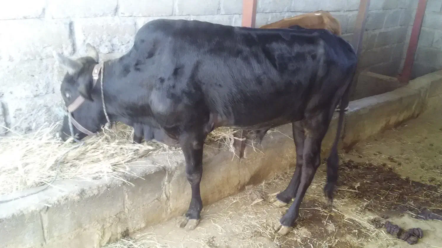 گوساله نر|حیوانات مزرعه|بیکاه, |دیوار