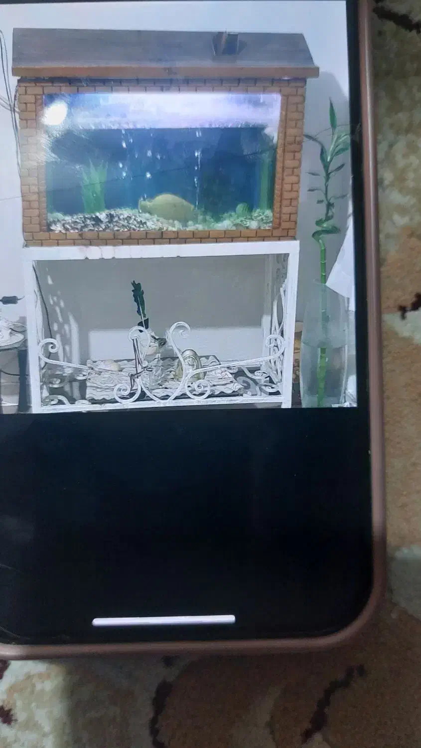 آکواریوم شیک|ماهی|لاهیجان, شهرک جانبازان|دیوار