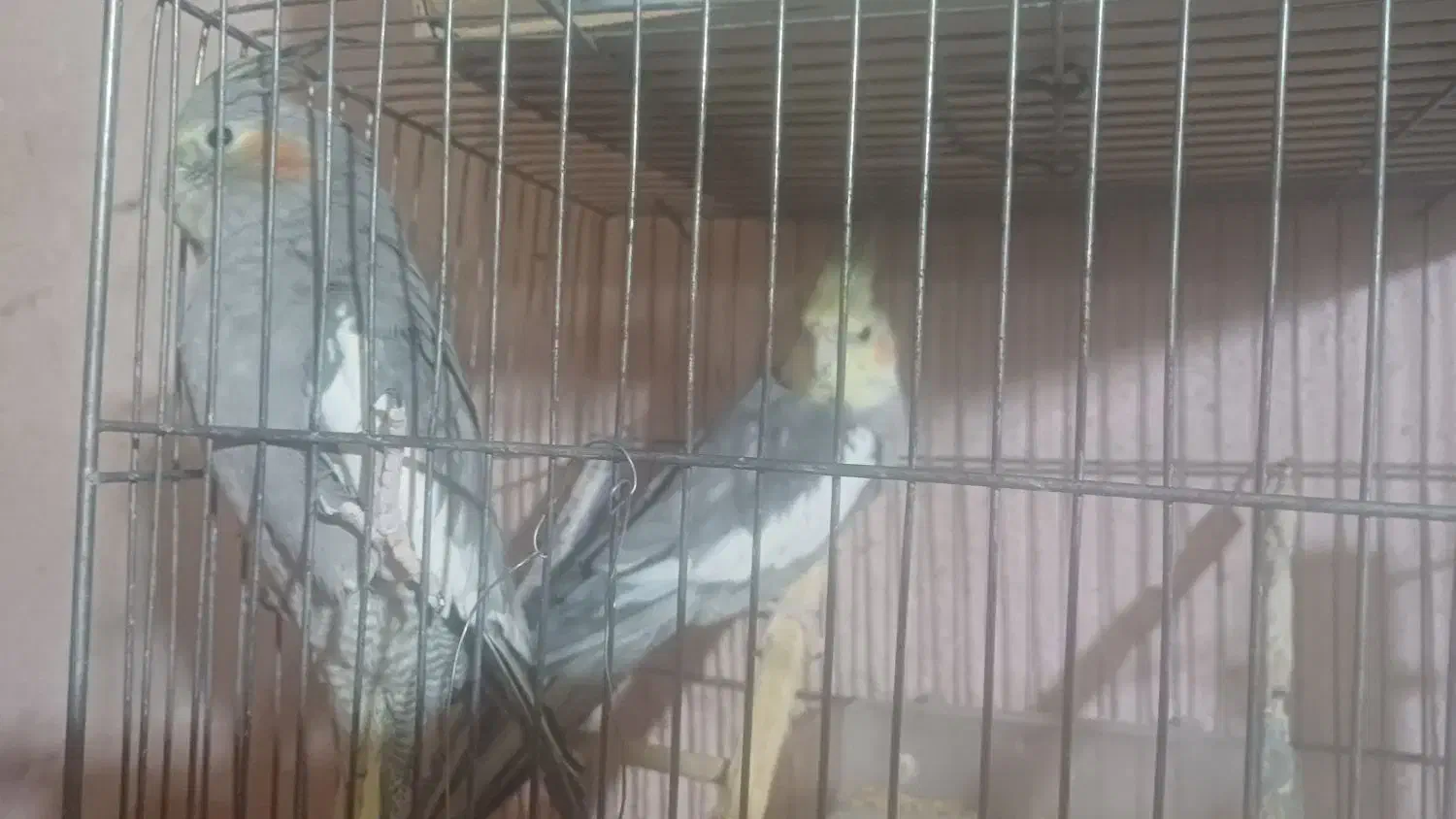 عروس هلندی|پرنده|مشگین شهر, |دیوار