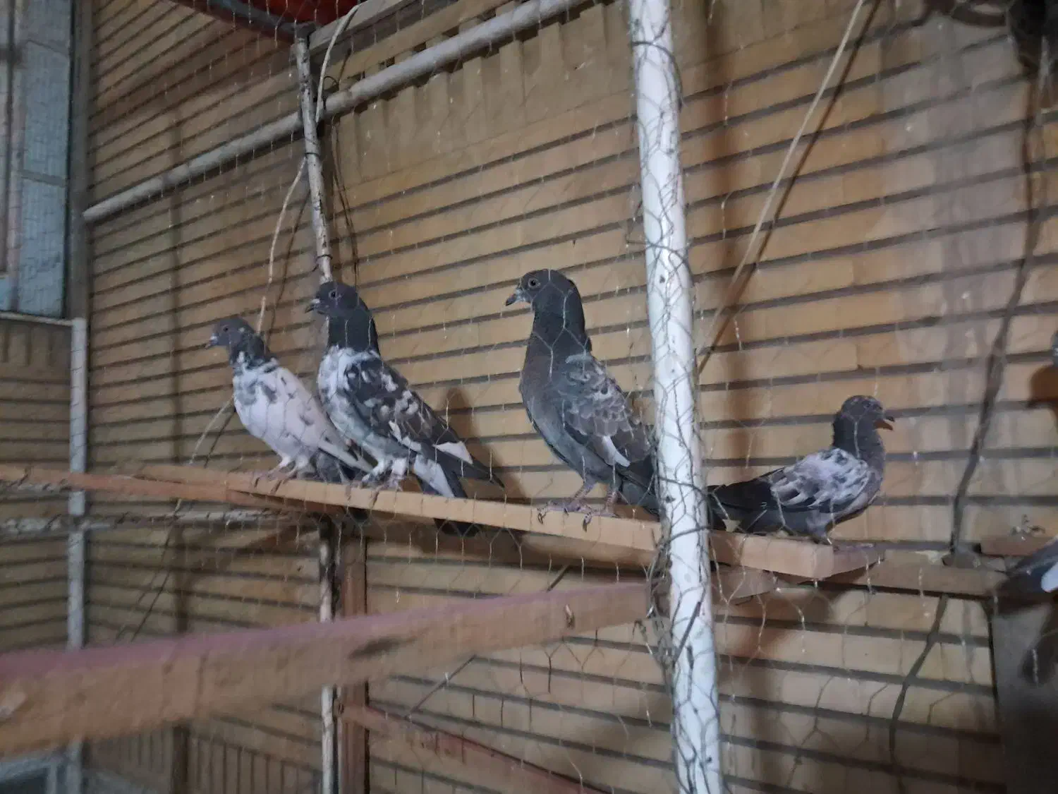 کفتر پاکستانی و چتری|پرنده|قم, آذر (نکویی)|دیوار