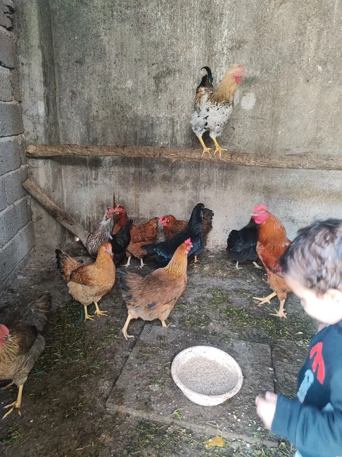 مرغ محلی تخم گذار|حیوانات مزرعه|شلمان, |دیوار