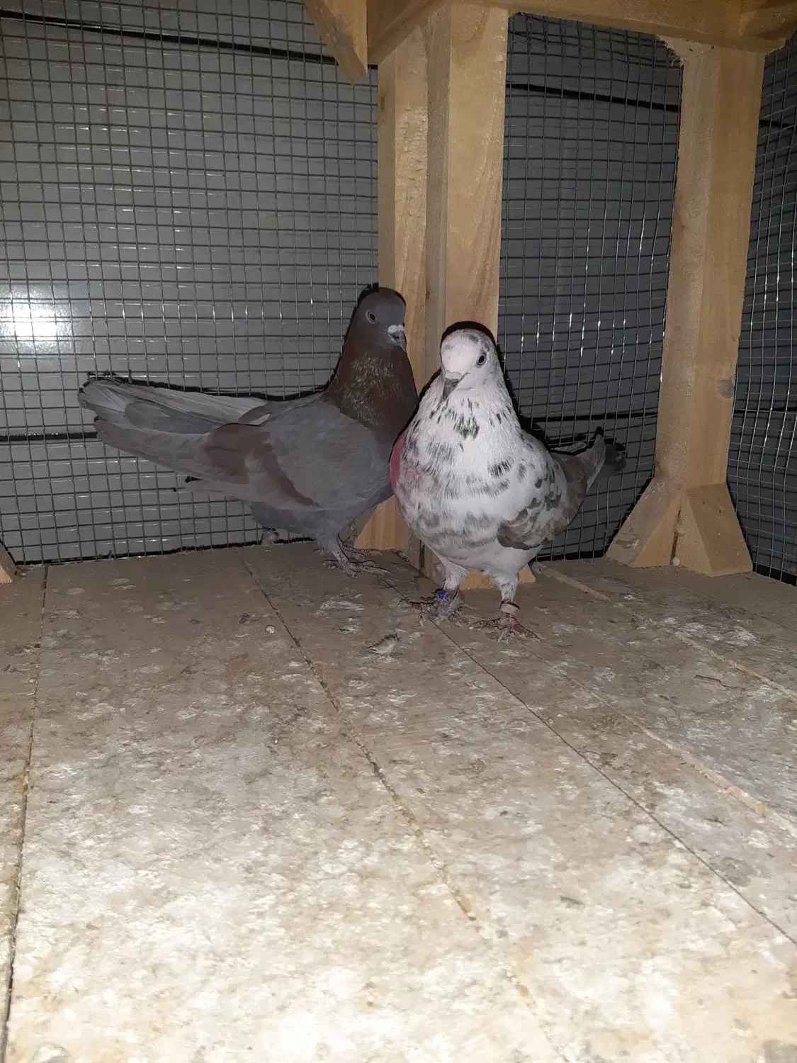 کبوتر|پرنده|داران, |دیوار