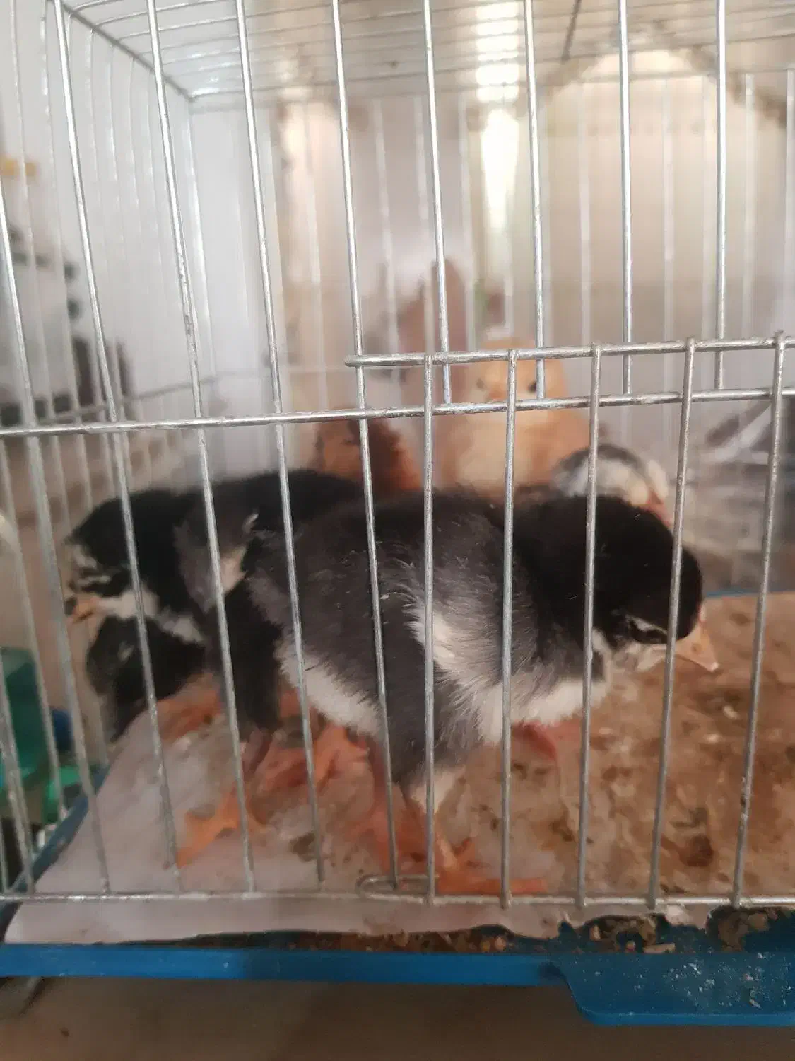 ۶عدد چوری گلین لری عشایری|حیوانات مزرعه|خرانق, |دیوار