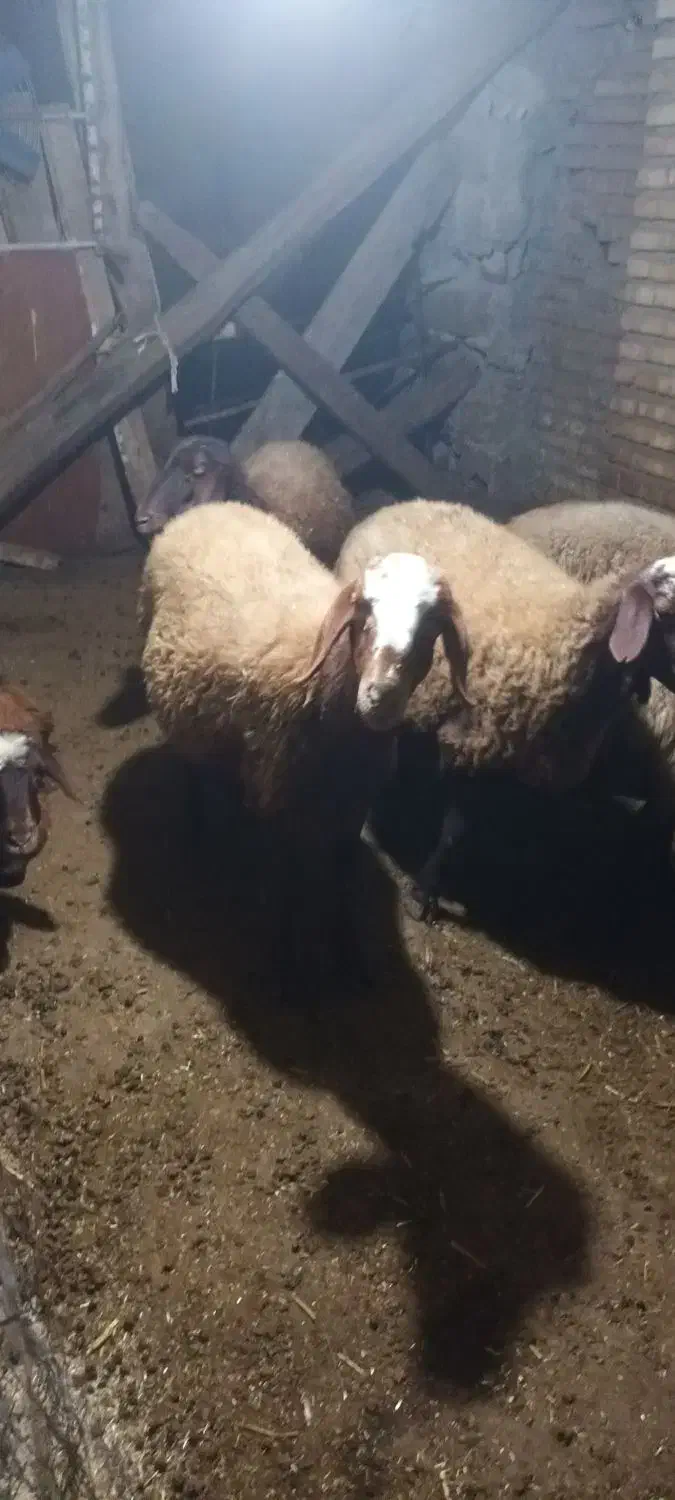 فروش گوسفند داشتی دست چین ابست|حیوانات مزرعه|رامیان, |دیوار