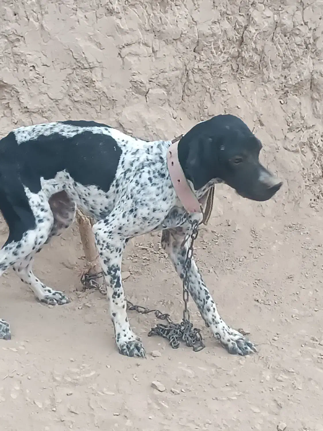 توله شکاری|سگ|گلی داغ, |دیوار