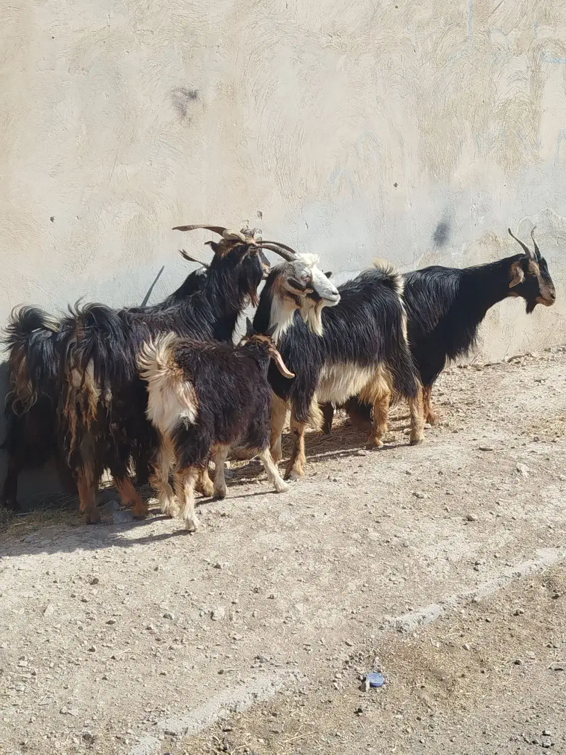 چبیش بز کهره|حیوانات مزرعه|مرودشت, نقش رستم|دیوار